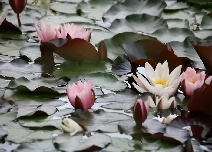 Vendégház Wiesfleck